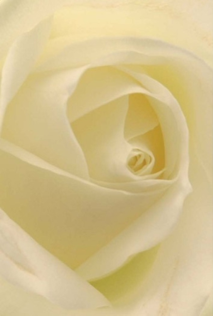 Immersed in the soft glow of Tottenham Hale's natural morning light, this classic white rose reveals layers of tranquil beauty upon closer inspection. Each petal, blending silky whites and muted creams, folds inward in a mesmerizing spiral, inviting the viewer to linger as shadows softly caress the rose's contours. The composition is an ode to peace and sophistication, where the harmony of tone and texture hints at a bloom lovingly grown and expertly selected for heartfelt occasions in Tottenham's vibrant neighbourhoods-from quiet moments in the gardens of Ferry Lane Estate to elegant celebrations along the River Lea. The core of the rose, almost mathematically precise, radiates purity and strength, while delicate shading suggests both serenity and depth. As a florist based in Tottenham Hale, I see this as the ultimate choice for expressing genuine sentiments-perhaps an apology whispered with sincerity, a centrepiece at a wedding near Bruce Grove, or a thoughtful gesture for someone needing reassurance. The rose's aura is clean, calming, and gently fragrant, echoing the fresh promise of each new day in our community. It's in these subtle nuances-shifts in hue, texture, and scent-that the real artistry of floral design comes alive, reflecting the spirit and care that define our area.